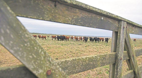 Índice del Novillo Mercosur bajó US$ 0,85 desde el pico de abril