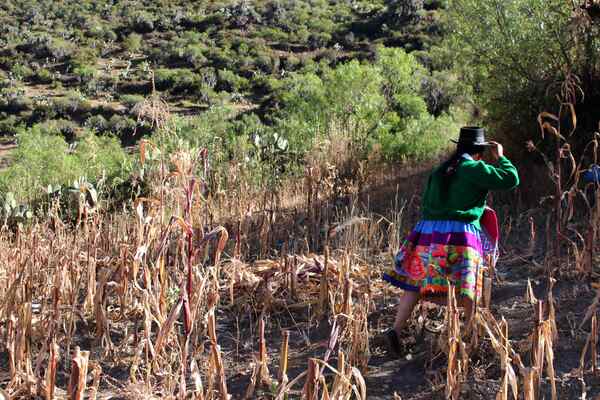 Perú cierra su campaña agrícola con menos siembras por la crisis de los fertilizantes - MarketData