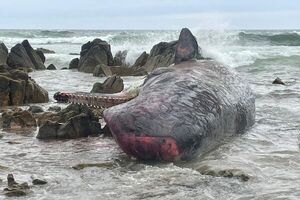 Unas 200 ballenas mueren tras quedar varadas en remota playa de Australia - Mundo - ABC Color