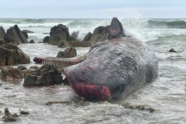 Unas 200 ballenas mueren tras quedar varadas en remota playa de Australia - Mundo - ABC Color