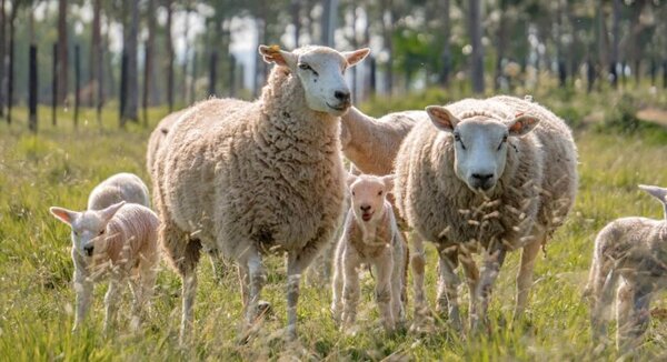 Concretan histórica importación de genética Texel y Suffolk de Reino Unido