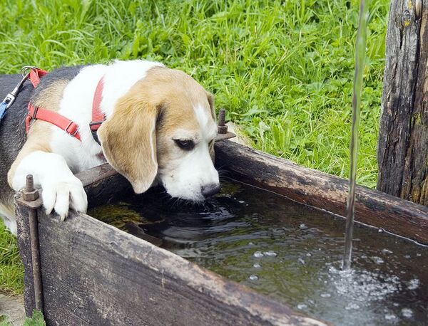Cantidad y calidad del agua para nuestras mascotas - Mascotas - ABC Color