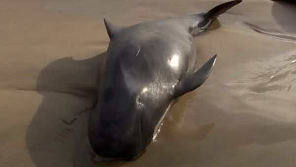 Unas 200 ballenas mueren en remota playa de Australia