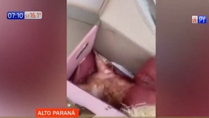 Macabro «regalo»: Mujer recibió la cabeza de un chancho por delivery | Noticias Paraguay