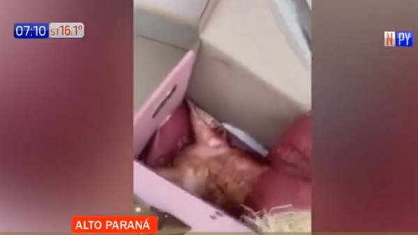 Macabro «regalo»: Mujer recibió la cabeza de un chancho por delivery | Noticias Paraguay
