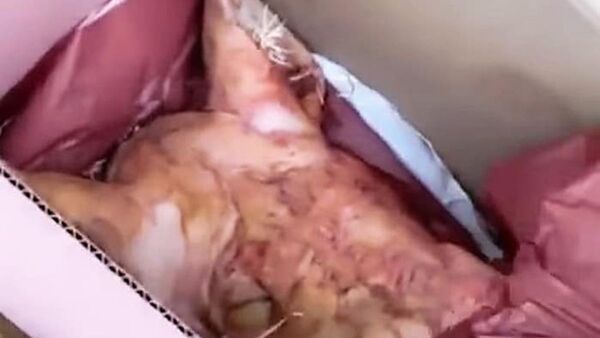 Le enviaron como "regalo" una cabeza de chancho