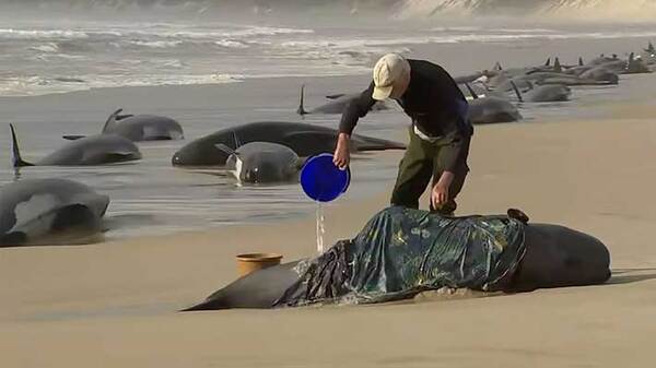Rescatan a 32 ballenas de las 234 que vararon en Tasmania