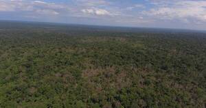 La Nación / Presentaron avances para acceder a pagos por deforestación evitada de REDD+