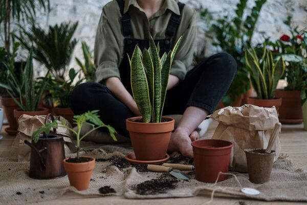 Reviví tus plantas con estos trucos prácticos