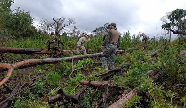 Tras incursión rural eliminan campamentos y 8 toneladas de droga en Amambay