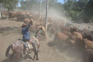 EE.UU. ofrece financiación de proyectos para abordar violaciones laborales en ganadería paraguaya - Nacionales - ABC Color