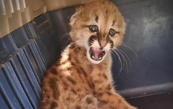 Rescatan un cachorro puma en Presidente Hayes – Prensa 5