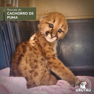 Rescatan a pequeño puma en el distrito de Irala Fernández