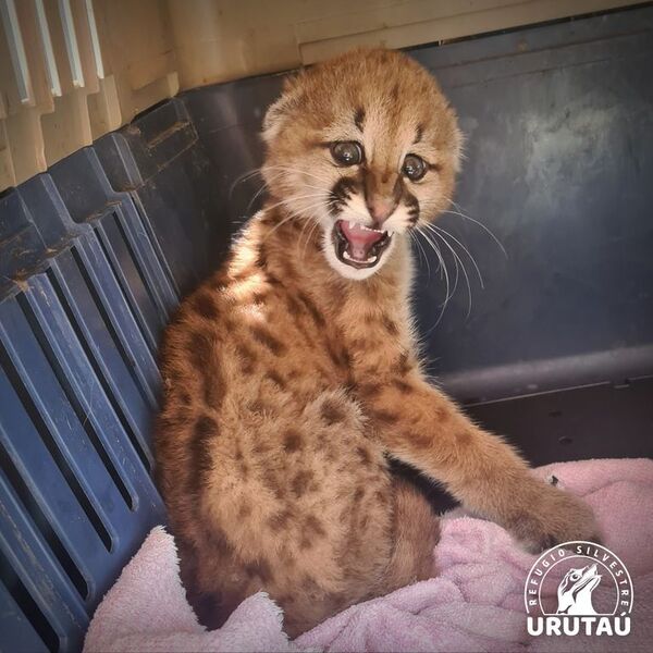 Cachorra de puma fue rescatada y está protegida - Nacionales - ABC Color