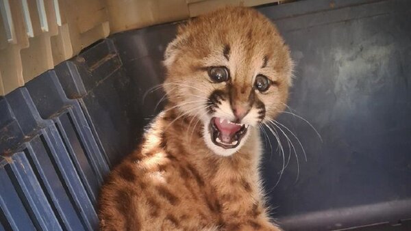 Refugio rescata un cachorro puma en Presidente Hayes