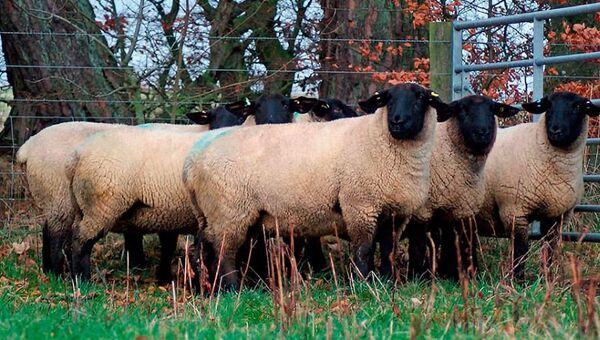 Made in britain: La genética británica avanzará en Paraguay con la raza ovina Suffolk