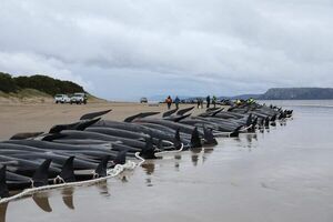 Australia trata de salvar a las últimas ballenas piloto varadas en Tasmania - Mundo - ABC Color