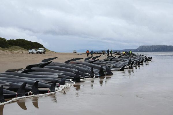 Australia trata de salvar a las últimas ballenas piloto varadas en Tasmania - Mundo - ABC Color