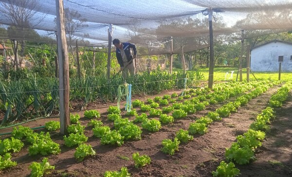 Docente sanjosiano con buena producción de hortaliza ecológica - Noticiero Paraguay