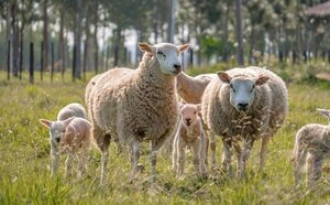 Concretan histórica importación de genética Texel y Suffolk de Reino Unido.