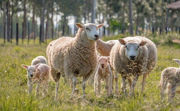 Concretan histórica importación de genética Texel y Suffolk de Reino Unido.