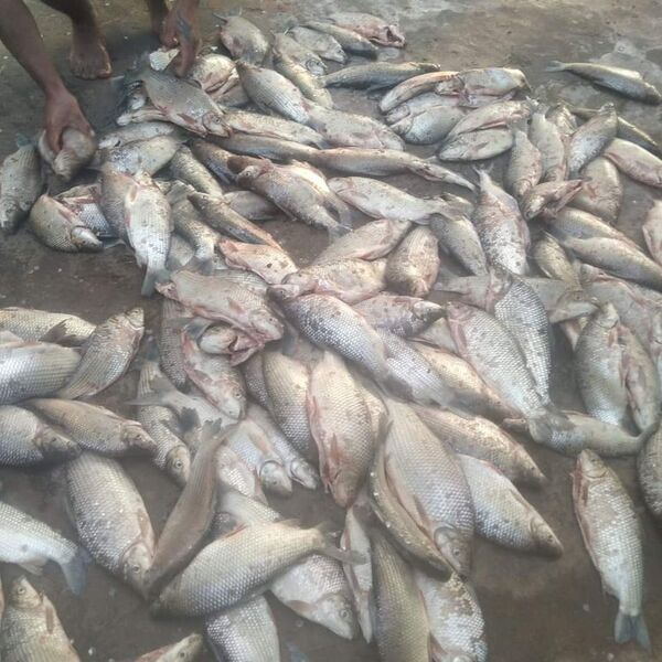 Nuevamente reportan mortandad de peces en el Tebicuarymí - Nacionales - ABC Color
