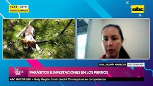 Parásitos e infestaciones en los perros - Ensiestados - ABC Color