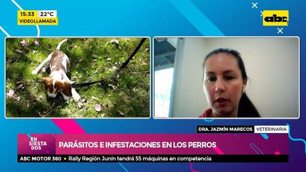 Parásitos e infestaciones en los perros - Ensiestados - ABC Color