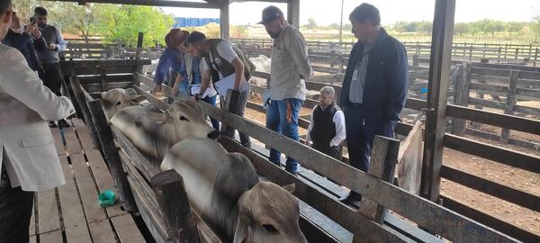Diario HOY | Retienen a casi 20 toros que ingresaron de contrabando desde Brasil
