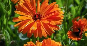 La Nación / Bienvenida Primavera en el jardín