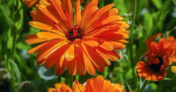 La Nación / Bienvenida Primavera en el jardín