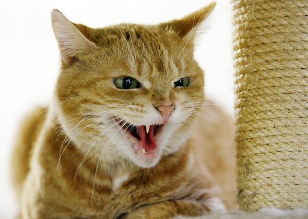 Drama de celos: cuando el gato no tolera nueva pareja de su dueño - Mascotas - ABC Color