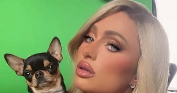 La Nación / Paris Hilton ofrece U$S 10.000 de recompensa por su chihuahua