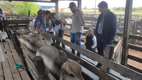 Entraron 19 toros de contrabando y fueron retenidos