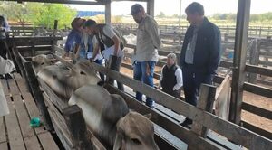 Retienen a casi 20 toros que ingresaron de contrabando desde Brasil