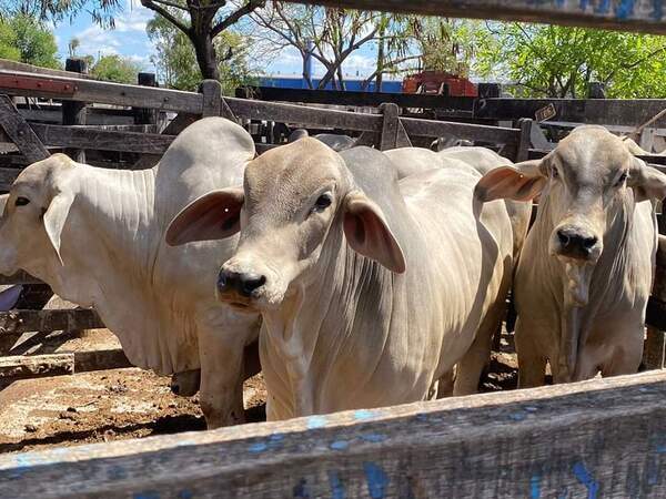 Diario HOY | Retienen 19 toros que habrían ingresado de manera ilegal desde Brasil