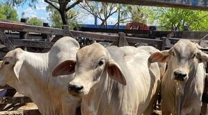 Retienen 19 toros que habrían ingresado de manera ilegal desde Brasil