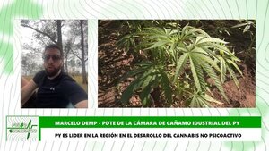Life Green, primera tienda que ofrece productos de cannabis no psicoactivo en Paraguay - Megacadena — Últimas Noticias de Paraguay