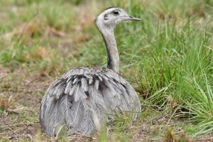El Refugio Faunístico Atinguy, una opción para el turismo en el sur del Paraguay