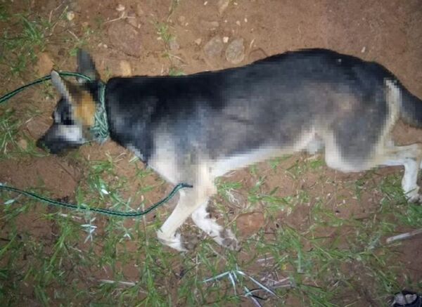 Muy nervioso un hombre ahorcó a su perro