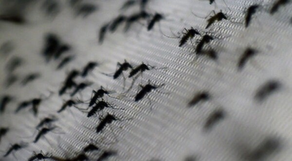 Diario HOY | Reportan que dengue mantiene descenso de cuadros sospechosos