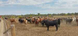 Nutrición animal para el Chaco | 1000 Noticias