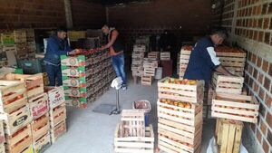 Unos 100 mil kilos de tomates por día en peligro de perderse en el Departamento de Caaguazú - Nacionales - ABC Color