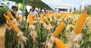 La Nación / Con buena cosecha de maíz aumentó exportación a mercados de extrazona, resaltan