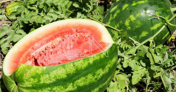 La Nación / Con nueva tecnología, pequeños productores logran cosecha tempranera de sandía