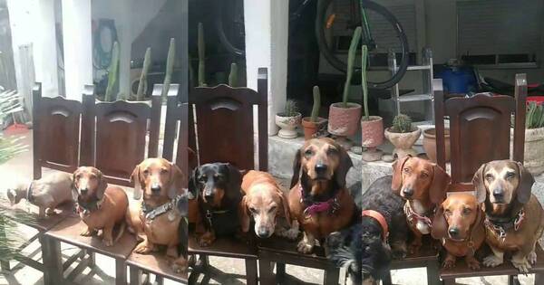 La Nación / Lola y toda la banda: asado con los perros se hizo viral