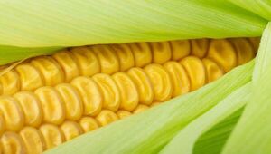 Exportación de maíz en raudo ascenso gracias a óptima producción (envíos de soja en picada)