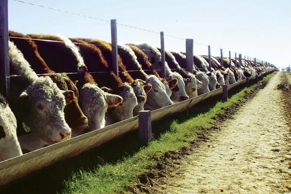 Sin grandes cambios en el complejo bovino argentino para 2023