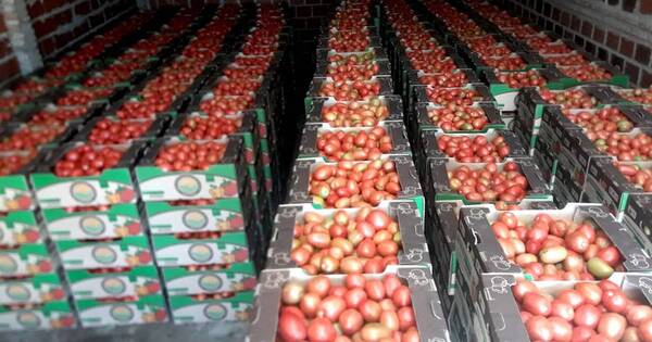 La Nación / Tomateros cuestionan que 40% del mercado abarquen ilegales
