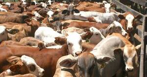 La Nación / Precio del ganado se debería ubicar en US$ 3,20, sostiene gremio